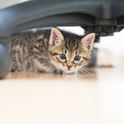 オフィスチェアーの下に隠れる子猫の写真