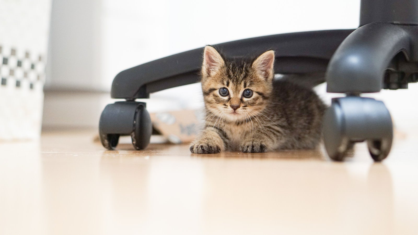 「オフィスチェアーの下からつぶらな瞳で見つめる子猫」の写真