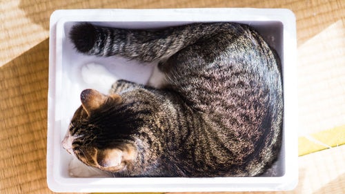 すっぽり箱入り猫の写真