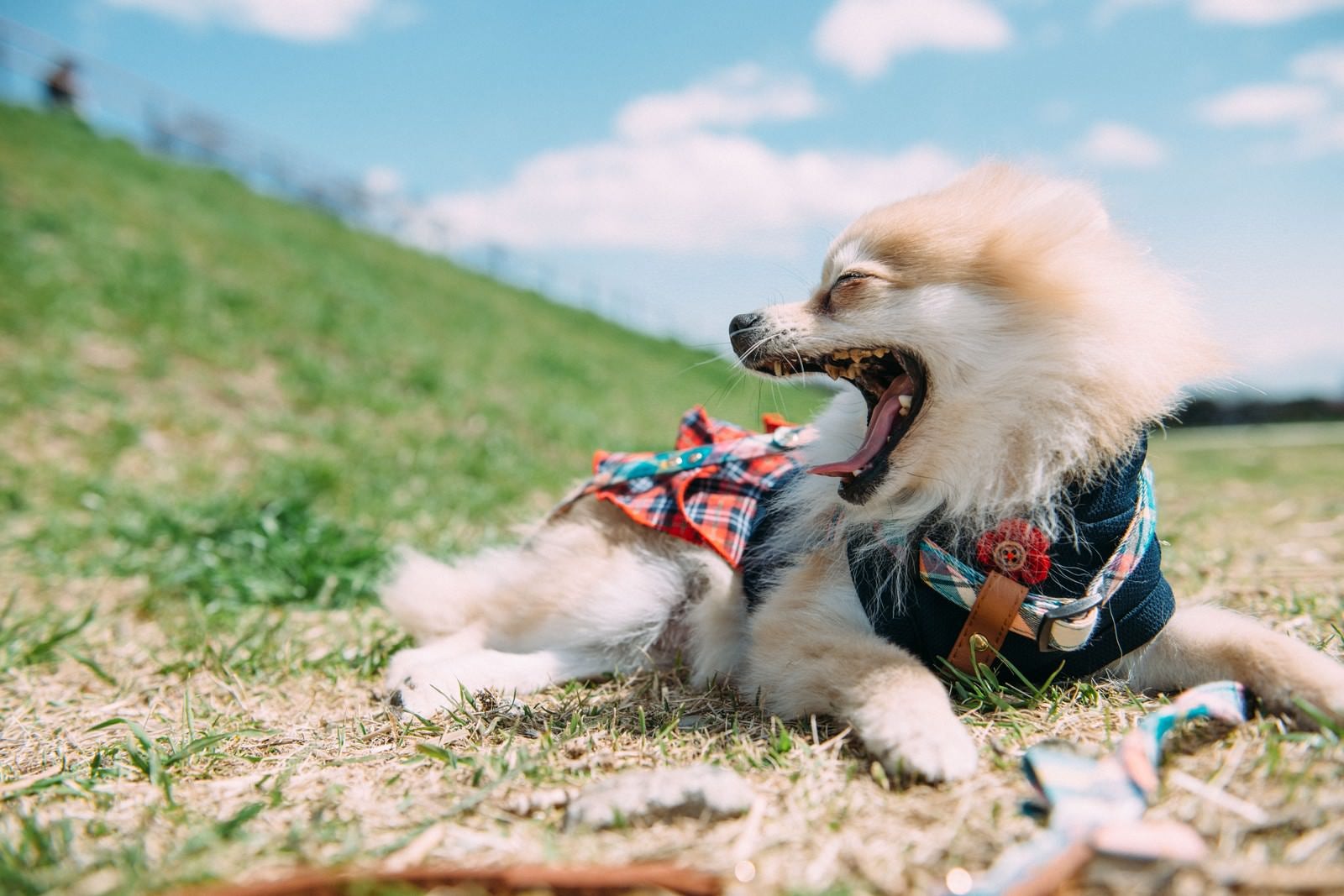 「大きくあくびをする小型犬」の写真