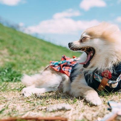 大きくあくびをする小型犬の写真