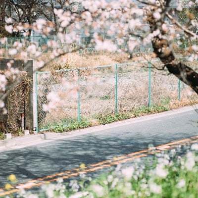 空き地と桜の写真