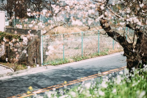 空き地と桜の写真