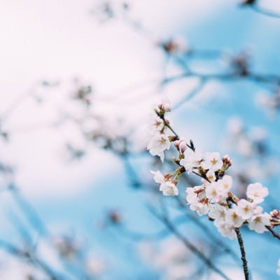 青い空と桜の花の写真