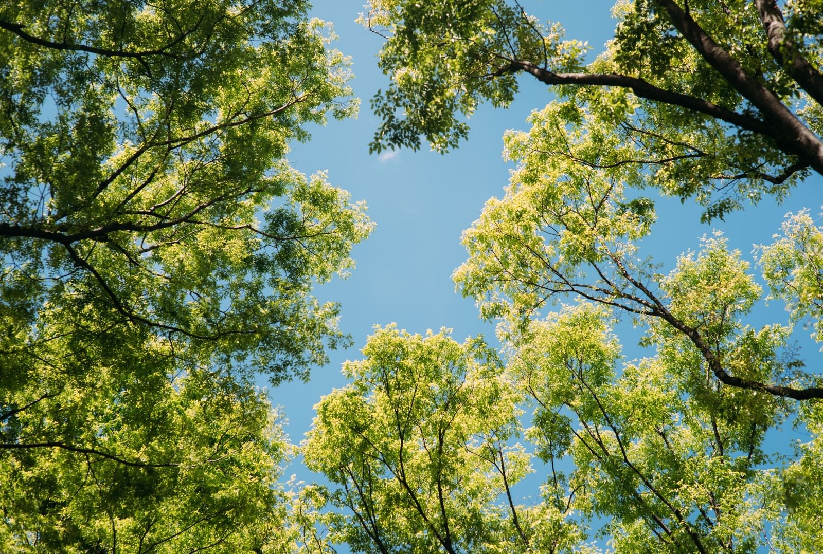 「木々の間から見える青空」の写真