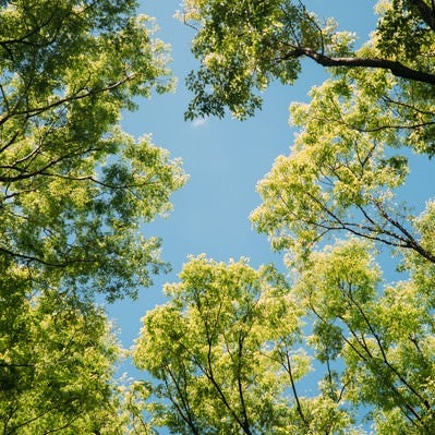 木々の間から見える青空の写真