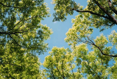 木々の間から見える青空の写真
