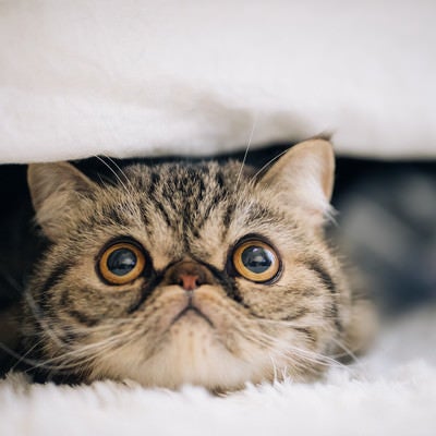 目を見開いて見つめるエキゾチックショートヘアの猫の写真