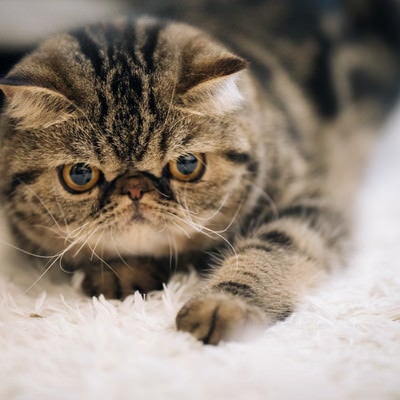 不機嫌な猫（エキゾチックショートヘア）の写真