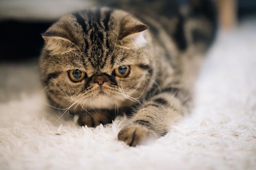 不機嫌な猫（エキゾチックショートヘア）の写真