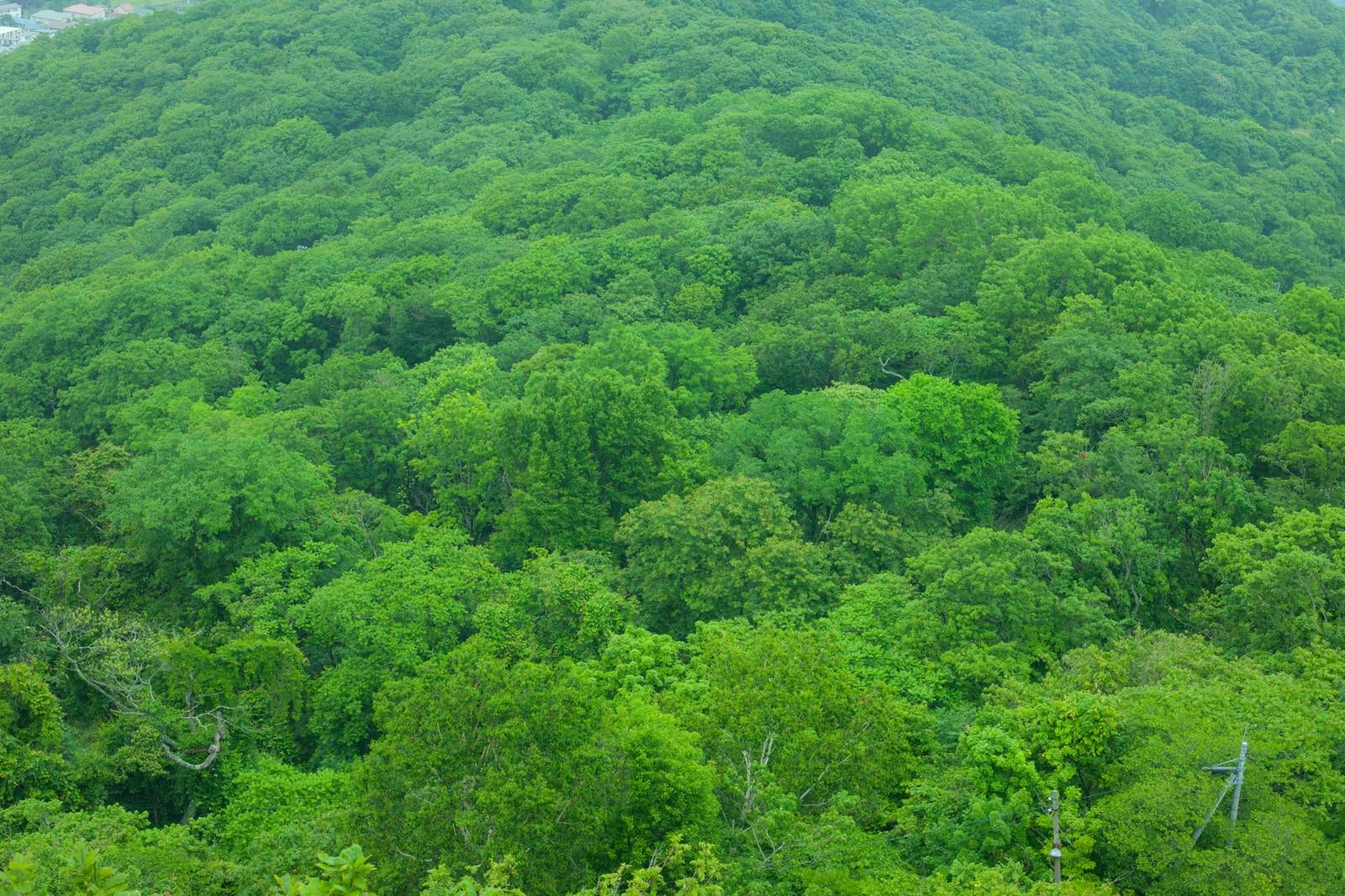 「緑で覆われた樹海」の写真
