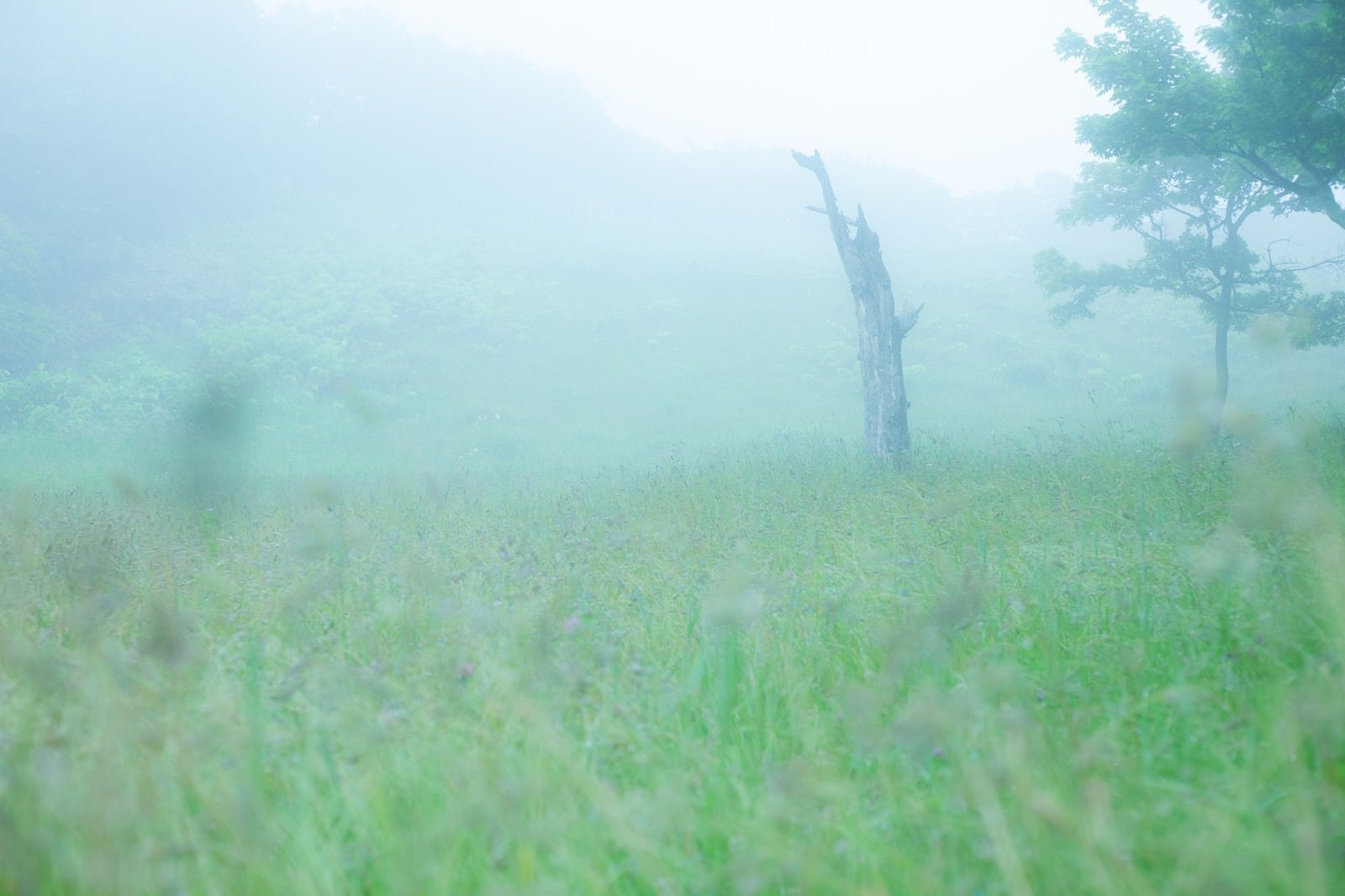 「辺り一面に靄がかかった湿原」の写真