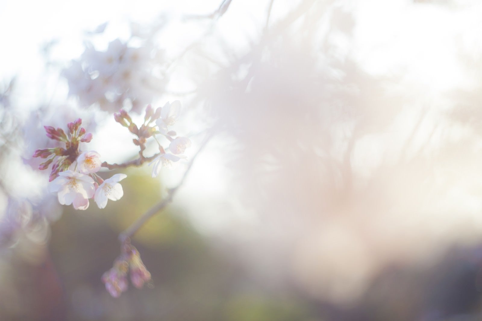 「桜-散り往く想い」の写真