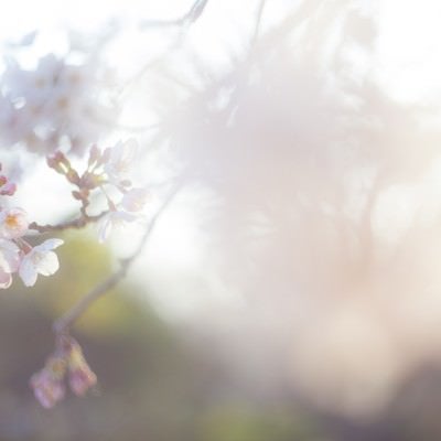 桜-散り往く想いの写真