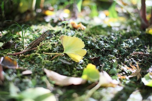 イチョウの落ち葉で秋を知るの写真