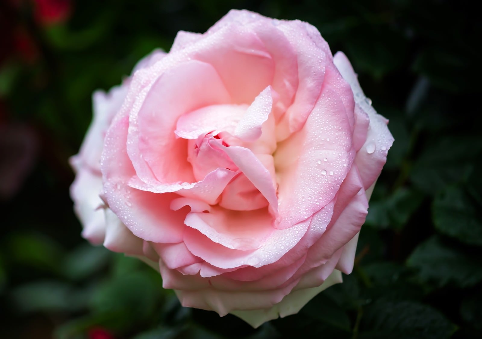 「雨水とピンクのバラ」の写真
