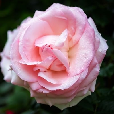 雨水とピンクのバラの写真
