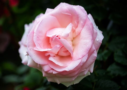 雨水とピンクのバラの写真