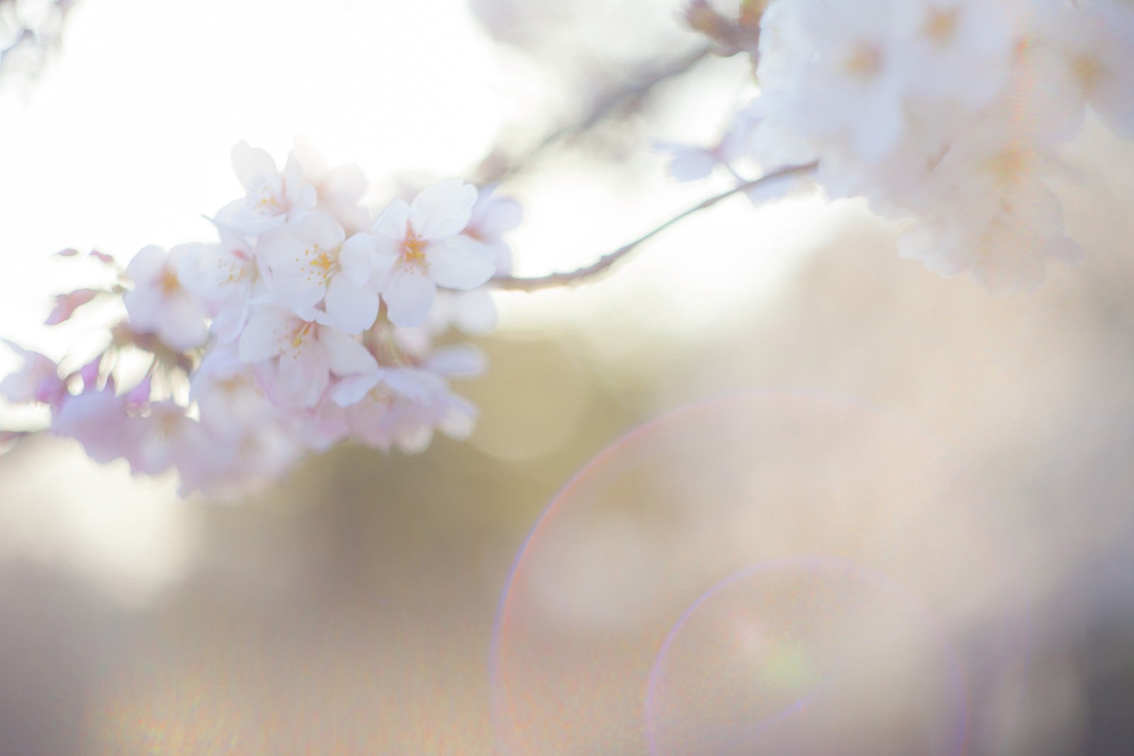 「桜-さよなら。またいつの日か」の写真