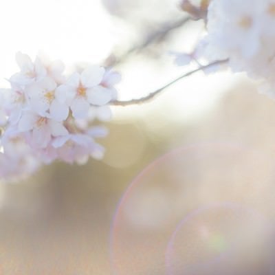 桜-さよなら。またいつの日かの写真