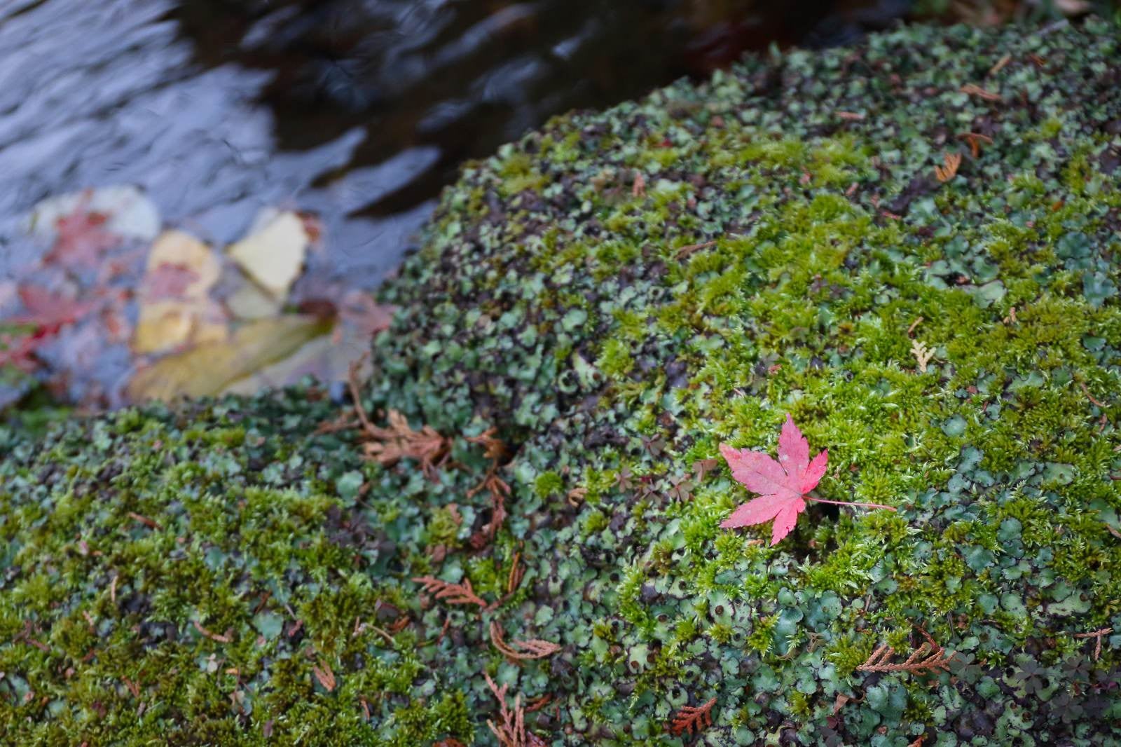 「そうだ旅に行こう、秋の紅葉と苔」の写真