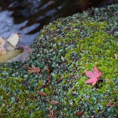 そうだ旅に行こう、秋の紅葉と苔の写真
