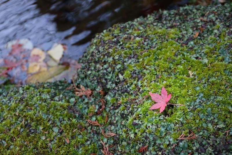 そうだ旅に行こう、秋の紅葉と苔の写真