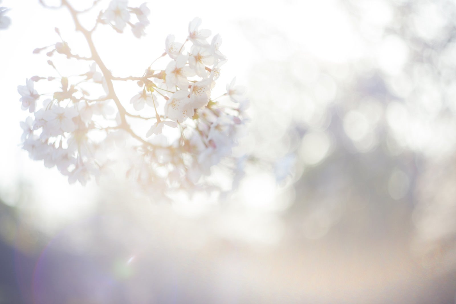 「桜-春の訪れ」の写真