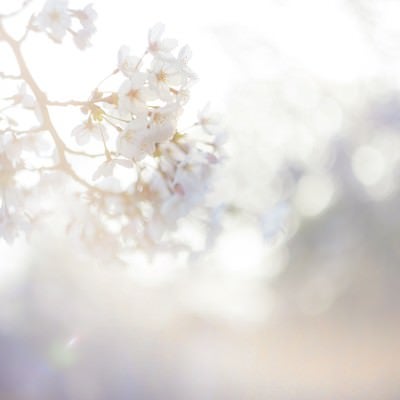 桜-春の訪れの写真