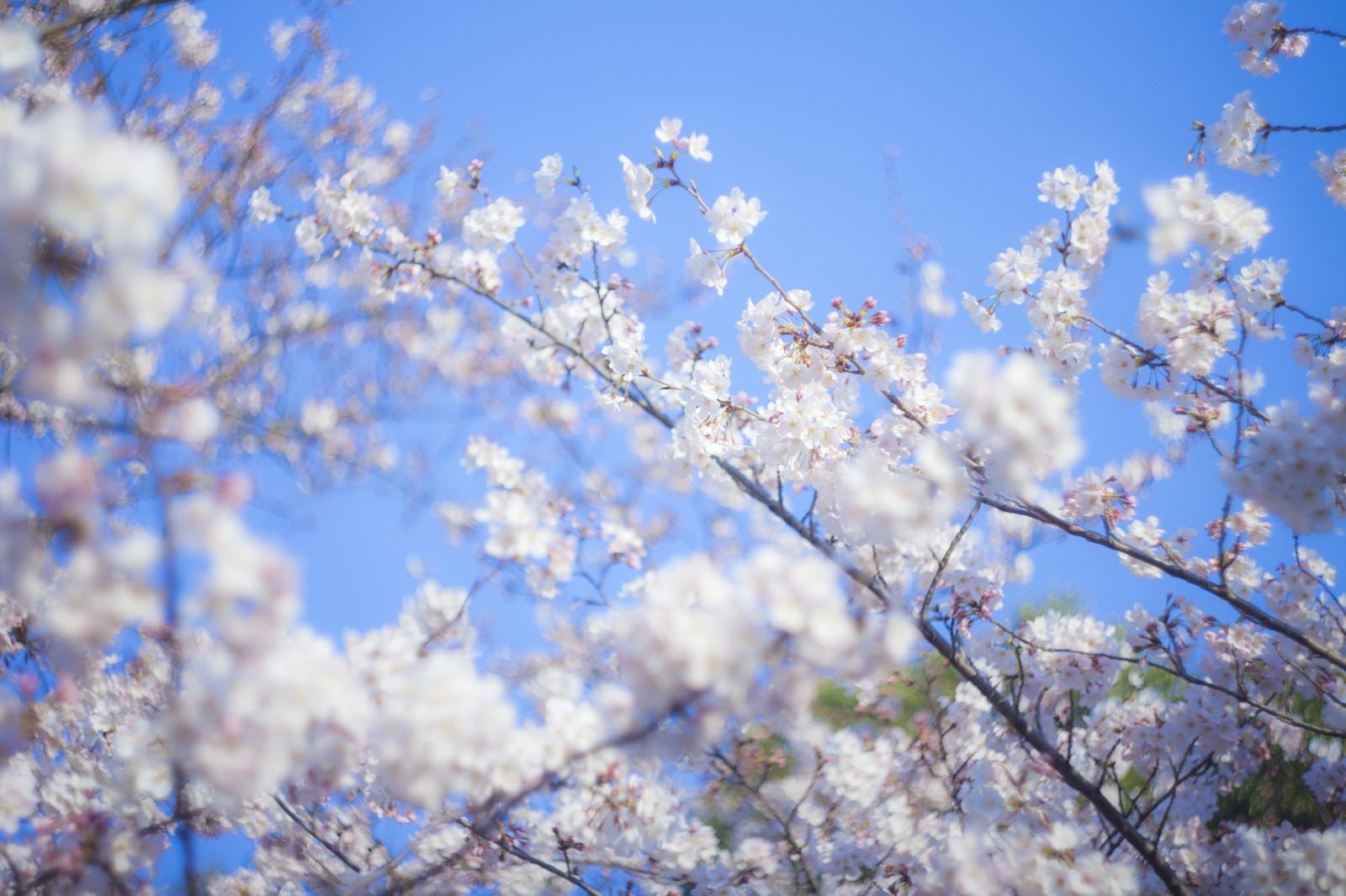「桜-新生活」の写真