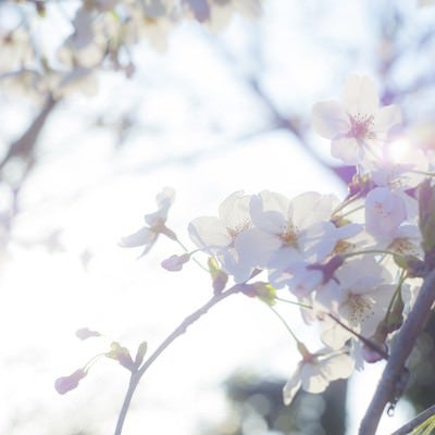桜-ふとした想いの写真