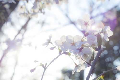 桜-ふとした想いの写真