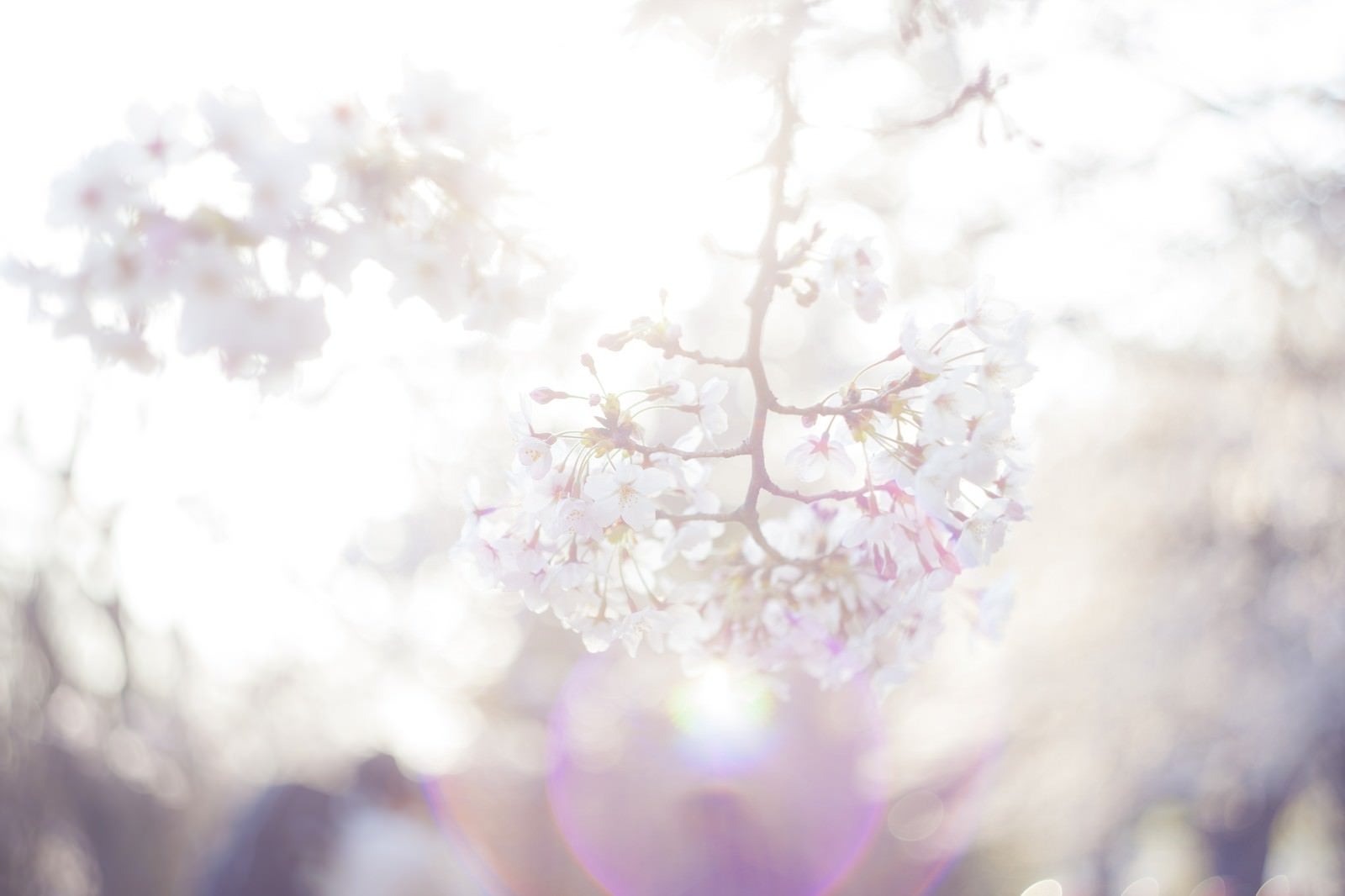 「桜-期待感」の写真