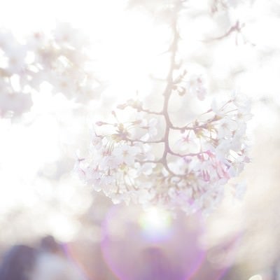 桜-期待感の写真