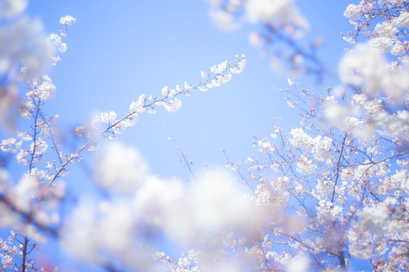 「桜-旅立ち」の写真