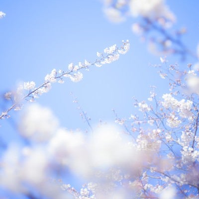 桜-旅立ちの写真