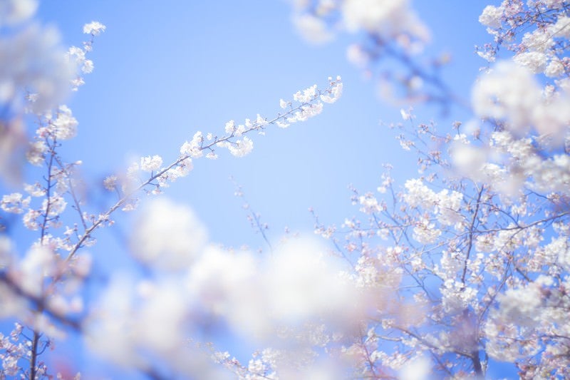 桜-旅立ちの写真