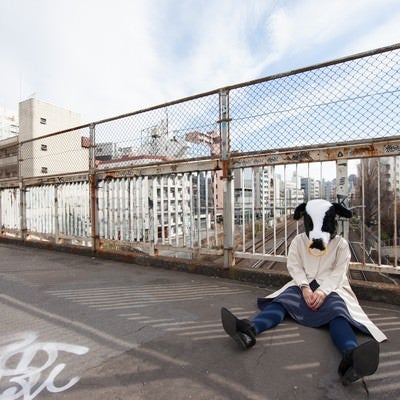 路頭に迷う牛さんの写真