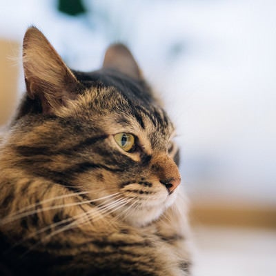 カッパー色の猫の目の写真