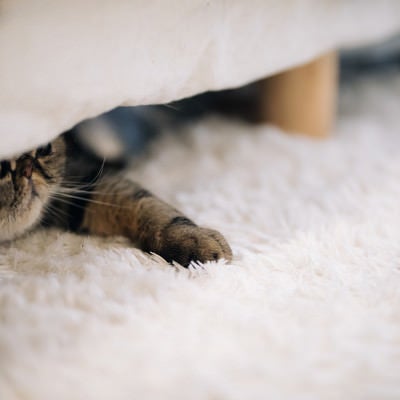 ベッドの下の猫の写真