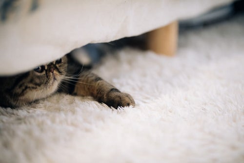 ベッドの下の猫の写真