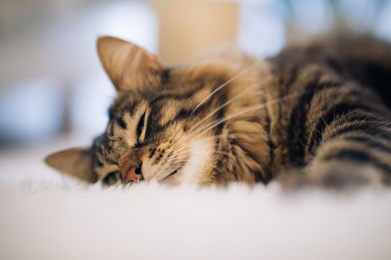 爆睡猫ネルニャンの写真