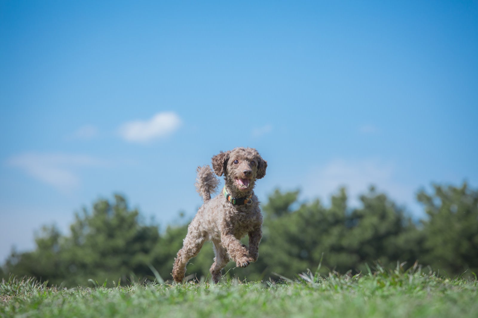 「草原を走り回る小型犬」の写真