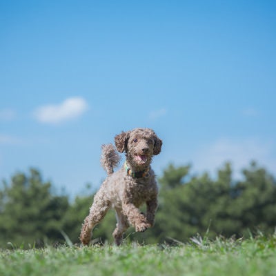 草原を走り回る小型犬の写真