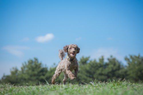 草原を走り回る小型犬の写真