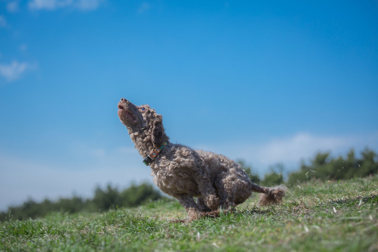 「芝を駆け巡る飼い犬」の写真