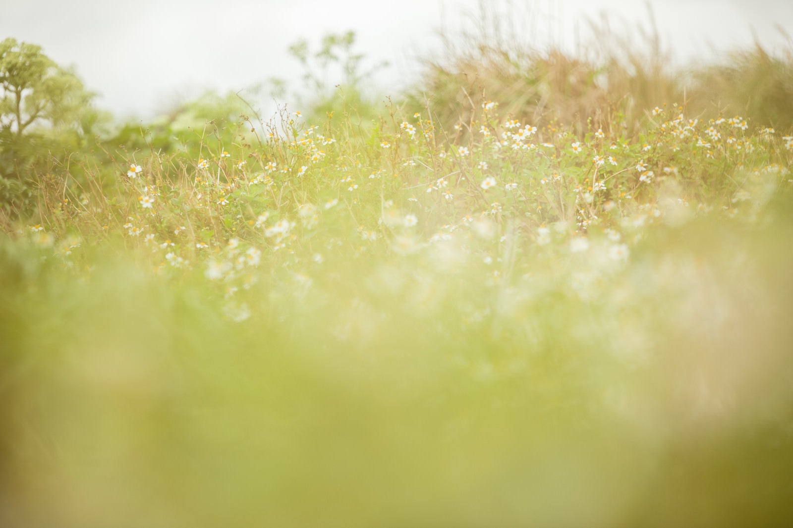 「やわらかな光と野草」の写真