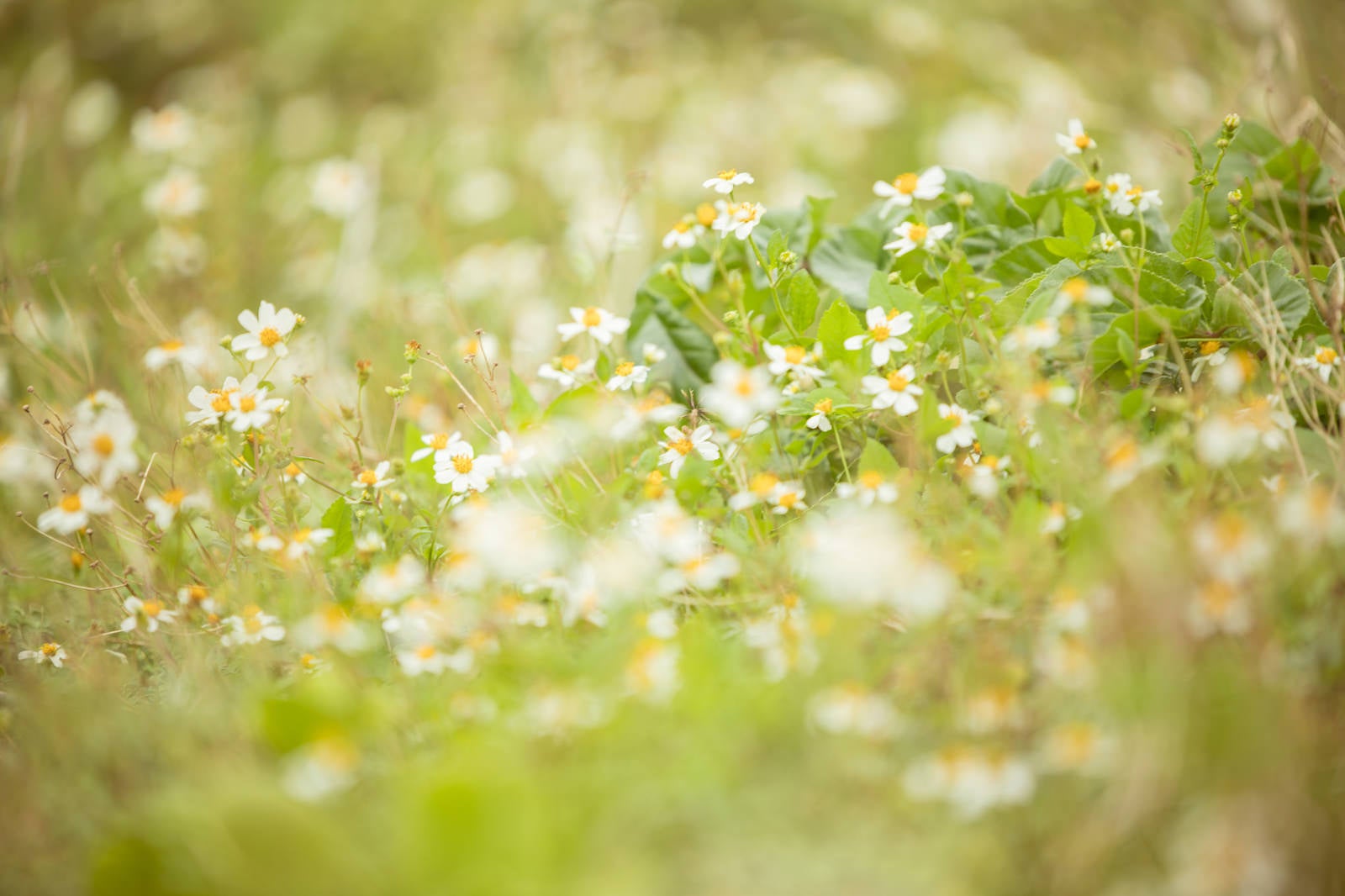 「春らしい野花」の写真