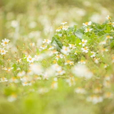春らしい野花の写真