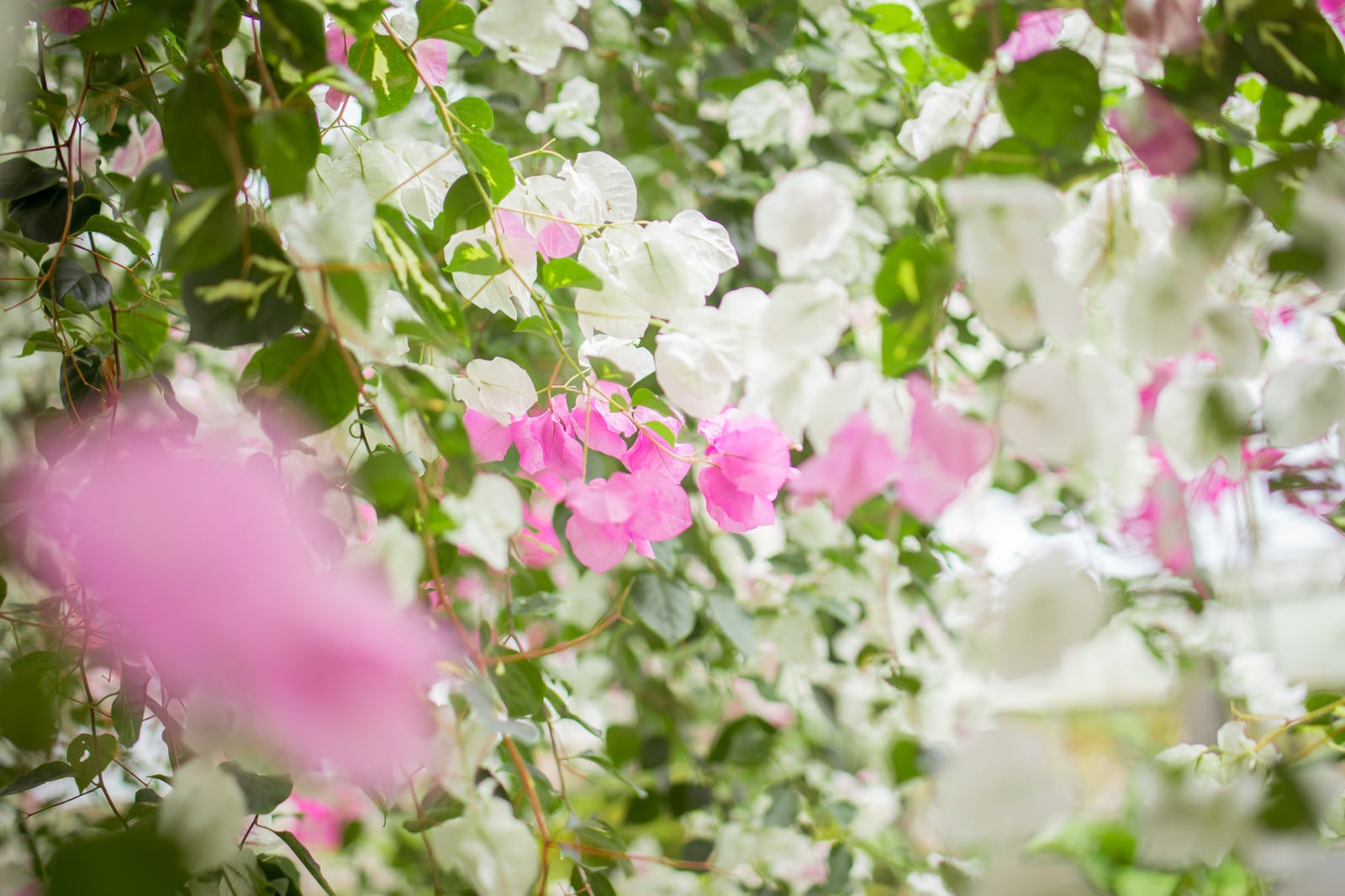 「ブーゲンビレアの花」の写真